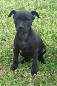 PUPPY SOLOMON - Photo 1