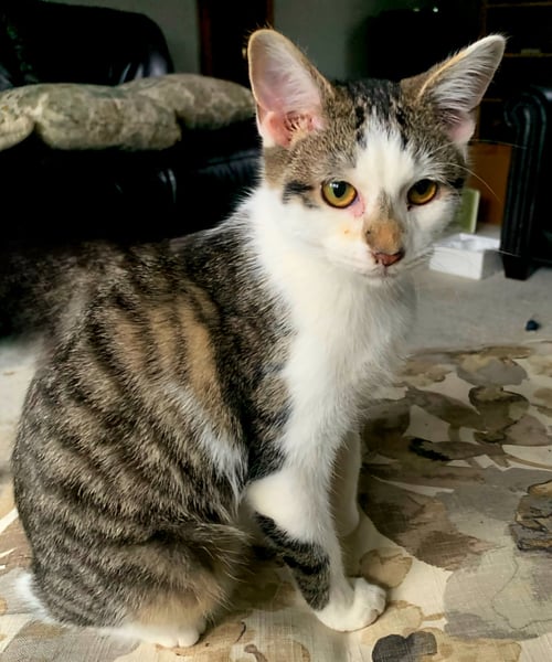 COZY CHESTER - Tabby available for adoption