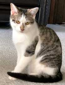 COZY CHESTER - Tabby available for adoption