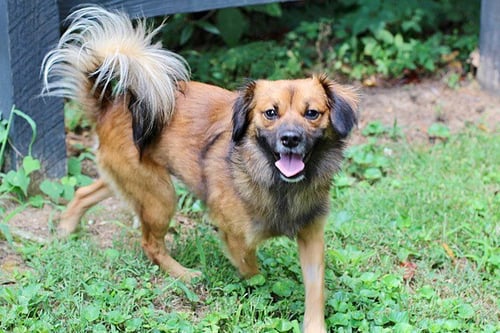 SONNY BOY - Pomeranian / Chihuahua available for adoption