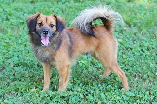 SONNY BOY - Pomeranian / Chihuahua available for adoption