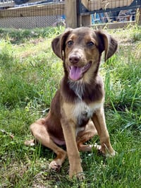 PUPPY MILLIE VANILLIE - Photo 1