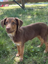 PUPPY MILLIE VANILLIE - Photo 2
