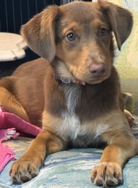 PUPPY MILLIE VANILLIE - Photo 3
