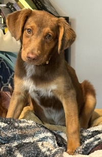 PUPPY MILLIE VANILLIE - Photo 4
