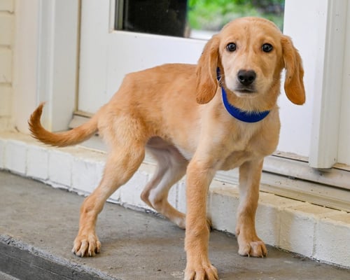 PUPPY HATTIE
