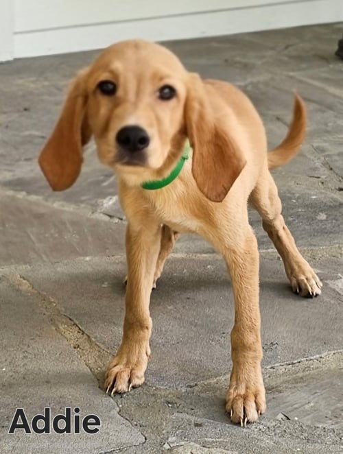 PUPPY ADDIE