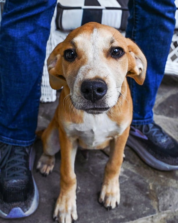 PUPPY ASH Image