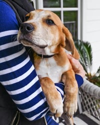 PUPPY ASH - Photo 2