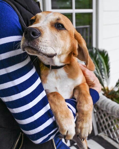 PUPPY ASH - Labrador Retriever available for adoption