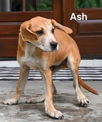 PUPPY ASH - Photo 3