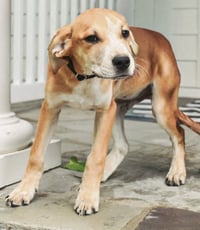 PUPPY ASH - Photo 4