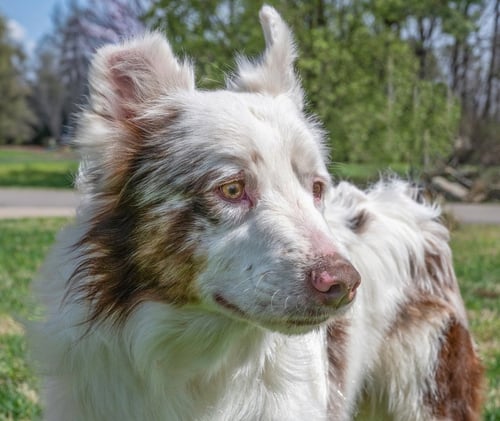 KENNY - Australian Shepherd available for adoption