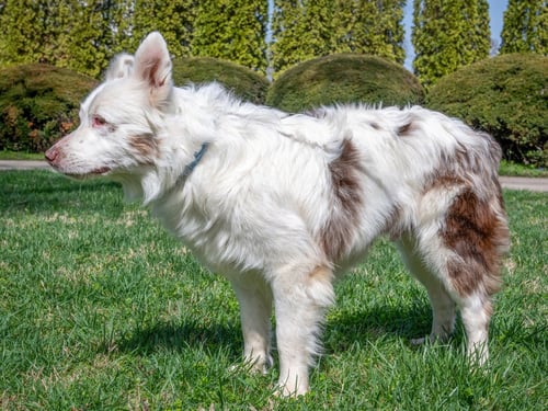 KENNY - Australian Shepherd available for adoption