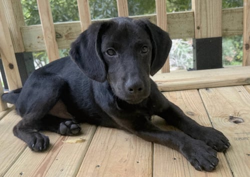PUPPY BLACKMON - Labrador Retriever available for adoption