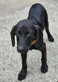 PUPPY BLACKMON - Photo 2