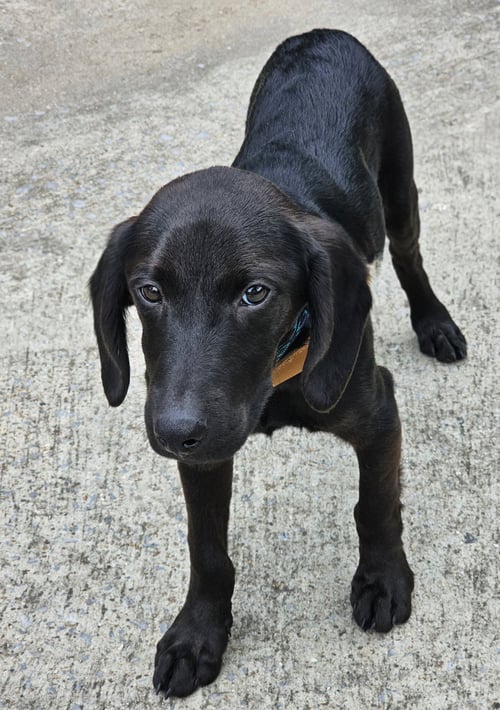 PUPPY BLACKMON - Labrador Retriever available for adoption