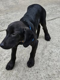 PUPPY BLACKMON - Photo 3