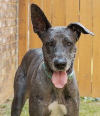 ROOBEAR - Photo 1