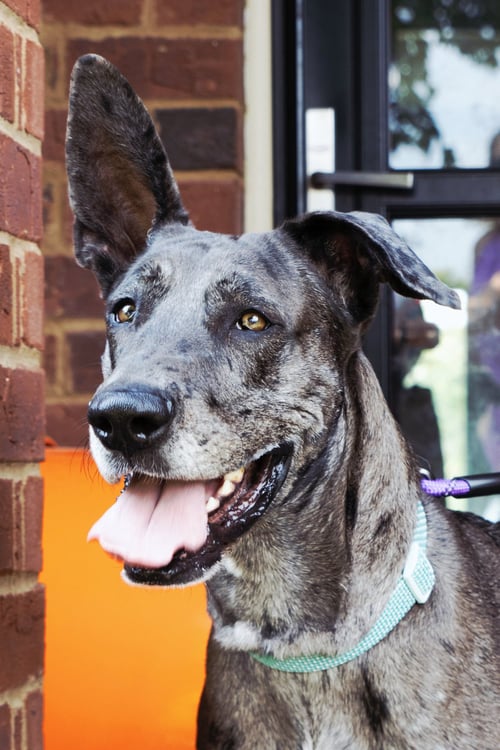 ROOBEAR - Great Dane available for adoption