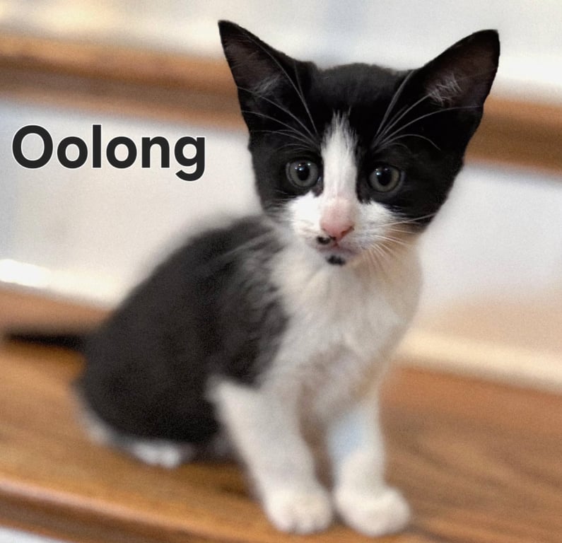 KITTEN OOLONG Image
