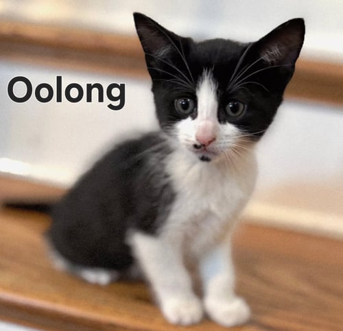 KITTEN OOLONG - Tuxedo available for adoption