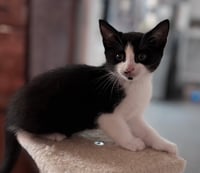 KITTEN OOLONG - Photo 2