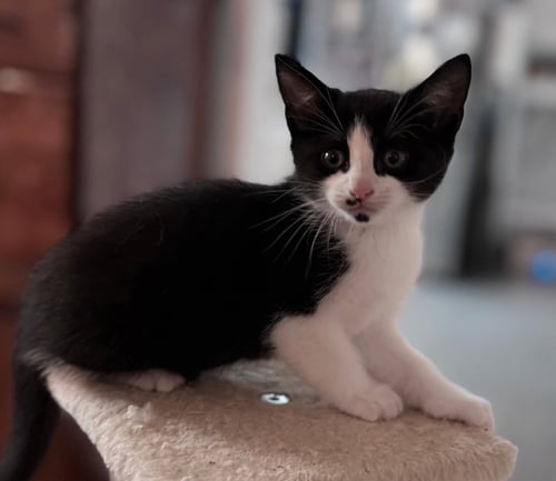 KITTEN OOLONG - Tuxedo available for adoption