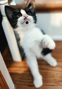 KITTEN OOLONG - Photo 3
