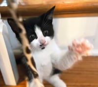 KITTEN OOLONG - Photo 4