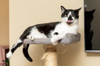 BISCUIT CATIO - Domestic Short Hair available for adoption