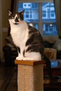 BISCUIT CATIO - Domestic Short Hair available for adoption