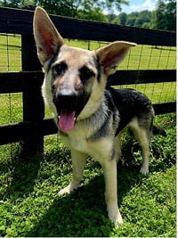 PUPPY RAQUEL - Photo 1