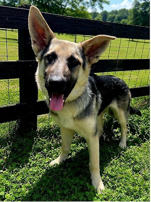 PUPPY RAQUEL - German Shepherd Dog available for adoption