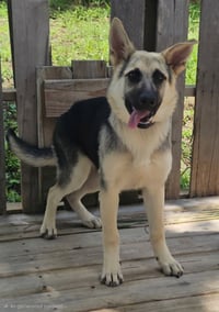 PUPPY RAQUEL - Photo 2