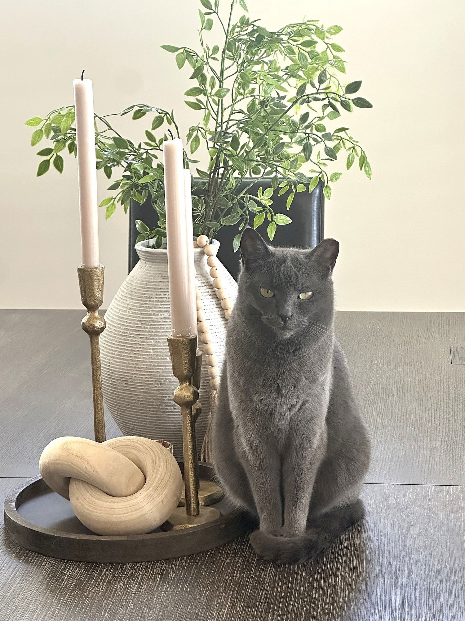 KITTY NEELA FOSTER NEEDED - Domestic Short Hair available for adoption