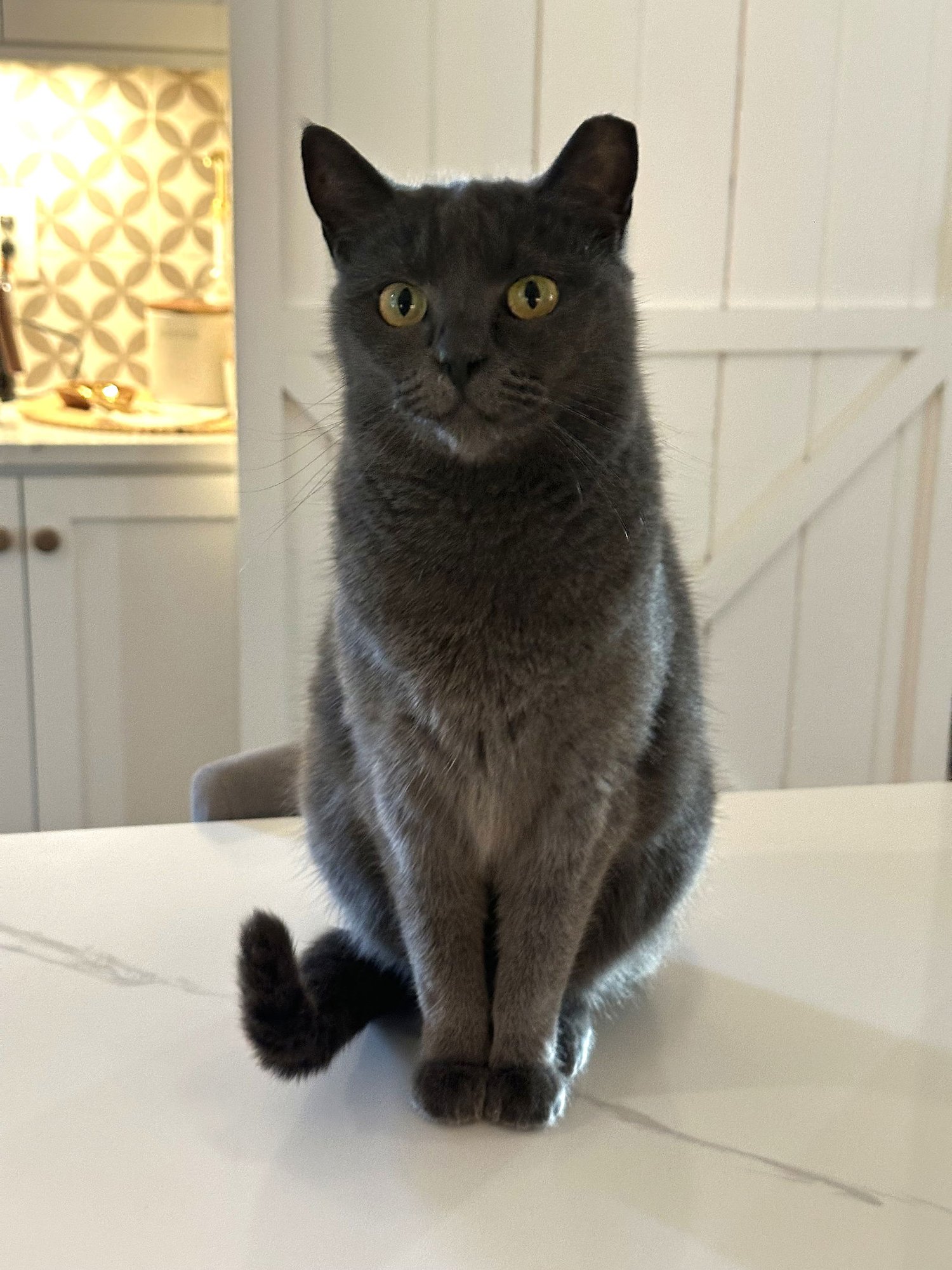 KITTY NEELA FOSTER NEEDED - Domestic Short Hair available for adoption