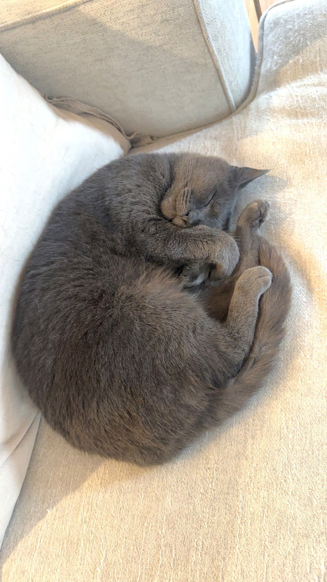 KITTY NEELA FOSTER NEEDED - Photo 3