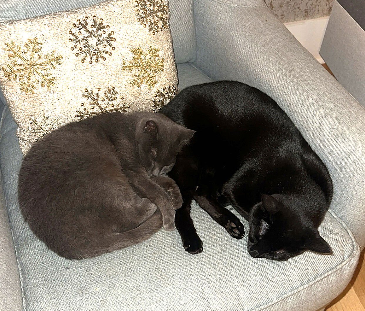 KITTY NEELA FOSTER NEEDED - Photo 4