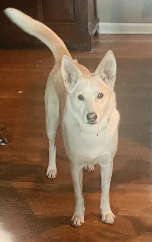 LIL BIT-URDENT FOSTER NEEDED! - Husky available for adoption
