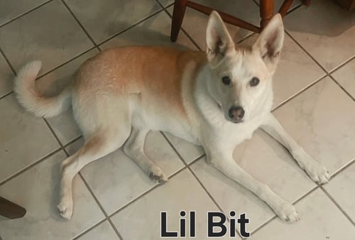 LIL BIT-URDENT FOSTER NEEDED! - Husky available for adoption