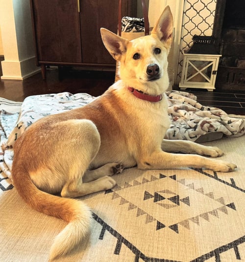 LIL BIT - Husky available for adoption