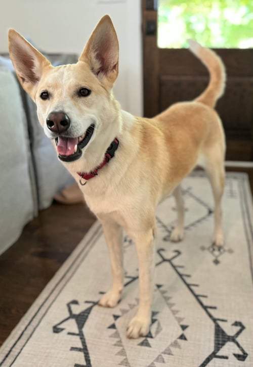 LIL BIT - Husky available for adoption