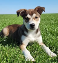 PUPPY WHISPER - Photo 1