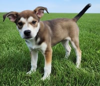 PUPPY WHISPER - Photo 2