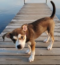 PUPPY WHISPER - Photo 4