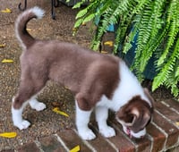 PUPPY RAYMOND - Photo 4