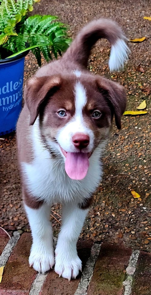 PUPPY RAYMOND - Australian Shepherd available for adoption