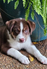 PUPPY RAYMOND - Photo 2