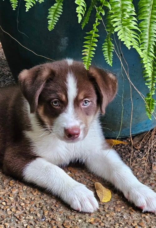 PUPPY RAYMOND - Australian Shepherd available for adoption